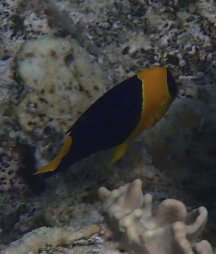 Centropyge bicolor observed 2026-10-20