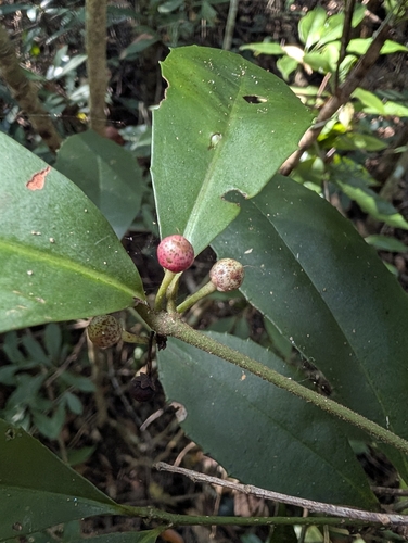 Ardisia cornudentata observed 2026-10-17
