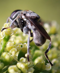 Myolepta aurinota