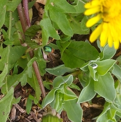 Gastrophysa polygoni