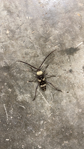 Megacyllene antennata