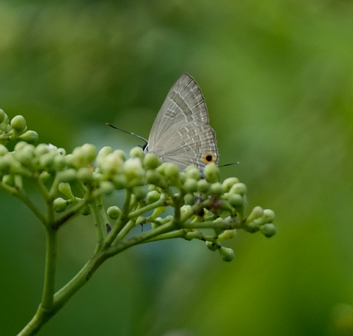 Deudorix epijarbas