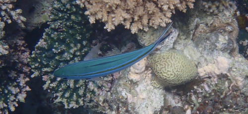 Caesio caerulaurea observed 2026-10-20