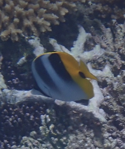 Chaetodon ulietensis observed 2026-10-20