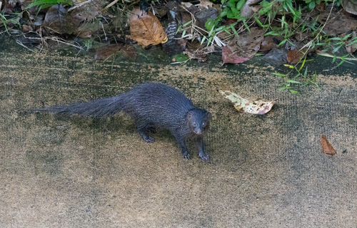 Herpestes javanicus observed 2026-10-21