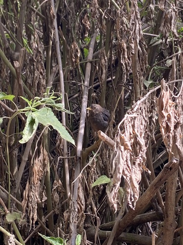 Turdus poliocephalus observed 2026-10-10