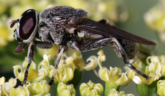 Myolepta aurinota