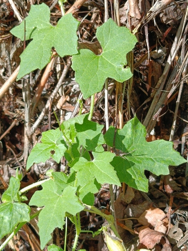 White Bryony