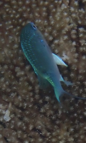 Chromis atripectoralis observed 2026-10-20
