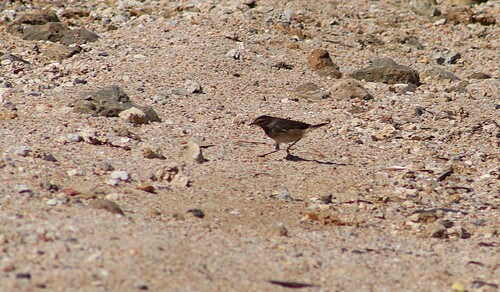 iNaturalist image