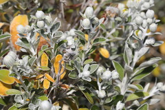 Brachyglottis × jubar