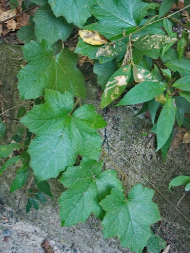 Rubus alceifolius observed 2026-10-17