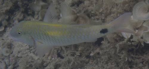 Parupeneus indicus observed 2026-10-19