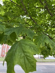 Acer platanoides