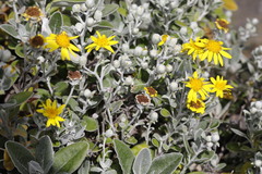 Brachyglottis × jubar