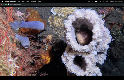 Gymnothorax zonipectis observed 2026-10-18