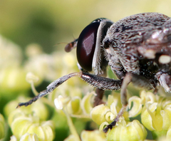 Myolepta aurinota