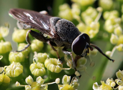 Myolepta aurinota