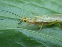 Perlodidae