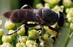 Myolepta aurinota