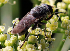 Myolepta aurinota