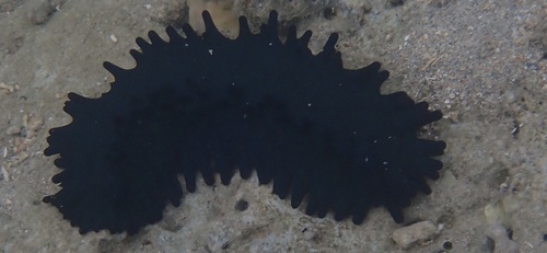 Stichopus chloronotus observed 2026-10-19