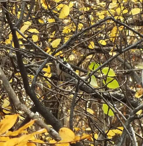iNaturalist image