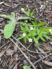 Moehringia macrophylla