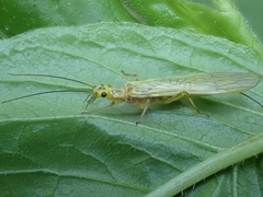 Perlodidae