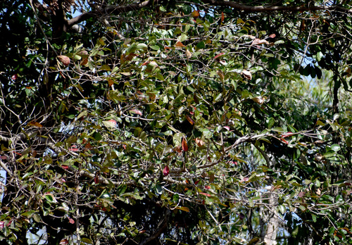 Terminalia sericocarpa observed 2026-08-19