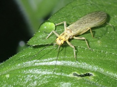 Perlodidae