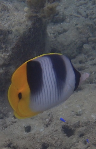 Chaetodon ulietensis observed 2026-10-19
