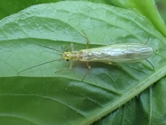 Perlodidae
