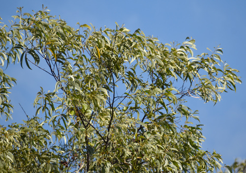 Acacia crassicarpa observed 2026-08-19