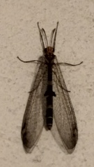 Megistopus flavicornis