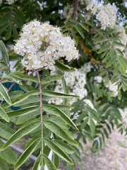 Sorbus aucuparia