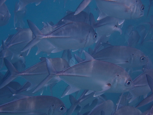 Caranx sexfasciatus observed 2026-10-19