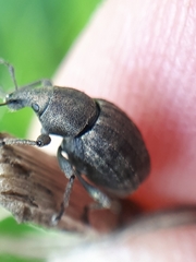 Tropiphorus elevatus
