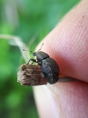 Tropiphorus elevatus