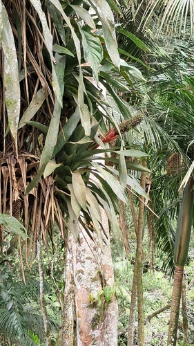 Aechmea ornata