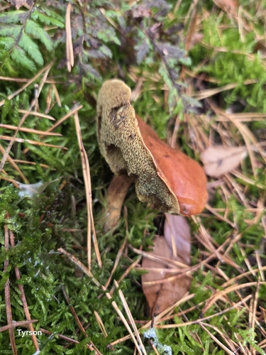 Bay Bolete