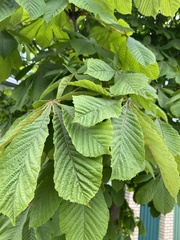 Aesculus hippocastanum