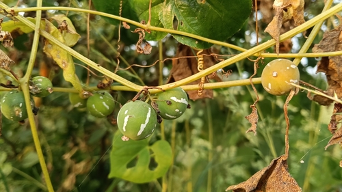 Diplocyclos palmatus observed 2026-10-21
