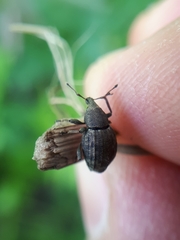 Tropiphorus elevatus