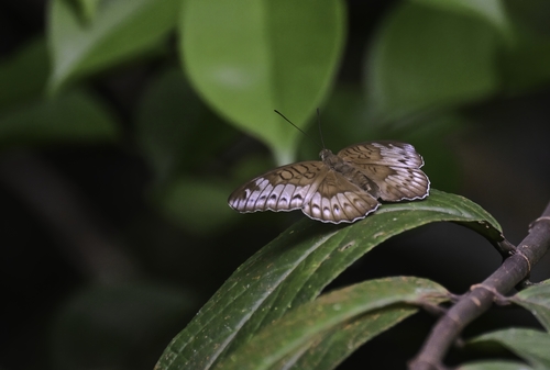 Tanaecia iapis