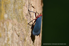 Kalidasa nigromaculata