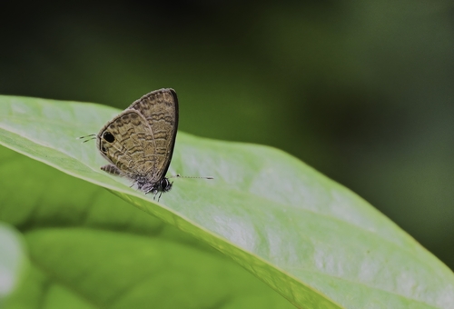 Prosotas nora