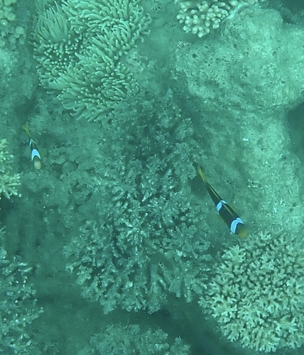 Amphiprion chrysopterus observed 2026-10-18
