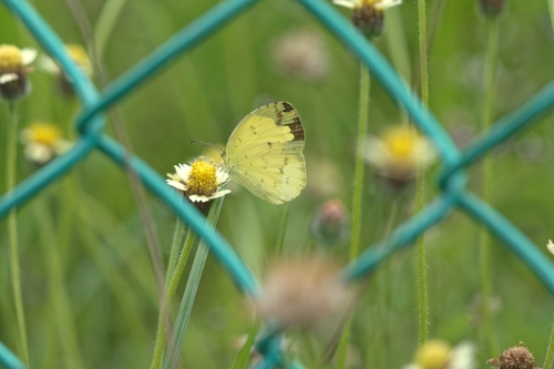 Eurema hecabe