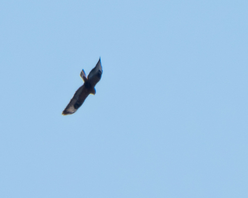 iNaturalist image